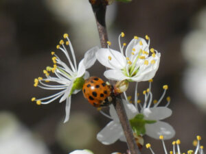 Fr&uuml;hlingssonne