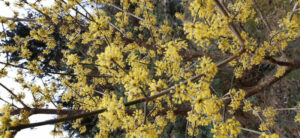 Erste Bl&uuml;ten- Dirndl f&uuml;r k&ouml;stliche Marmelade