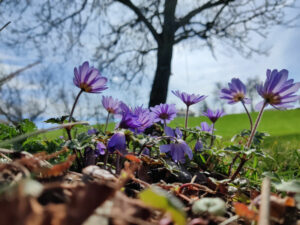 Blaues Wunder