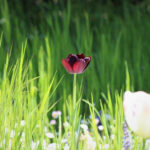 Tulpenliebe