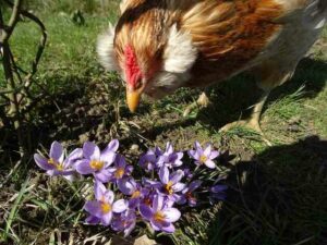 Araucana trifft Krokus